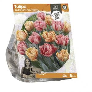 Baltus Tulipa Darwin Hybrid Orange Lion tulpen bloembollen per 5 stuks